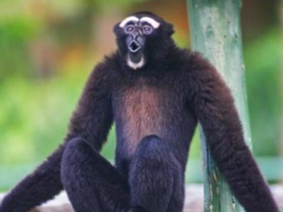 世界十大最聰明的動物,大猩猩會直立行走、猩猩性情非常溫順 世界十大最聰明的動物,大猩猩會直立行走、猩猩性情非常溫順