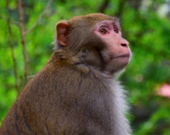 世界十大最聰明的動物,大猩猩會直立行走、猩猩性情非常溫順 世界十大最聰明的動物,大猩猩會直立行走、猩猩性情非常溫順