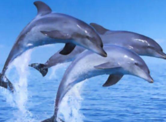 世界十大最聰明的動物,大猩猩會直立行走、猩猩性情非常溫順 世界十大最聰明的動物,大猩猩會直立行走、猩猩性情非常溫順