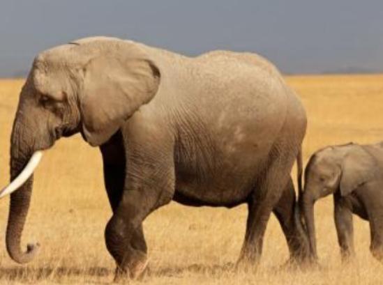 世界十大最聰明的動物,大猩猩會直立行走、猩猩性情非常溫順 世界十大最聰明的動物,大猩猩會直立行走、猩猩性情非常溫順