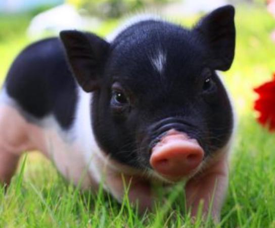 世界十大最聰明的動物,大猩猩會直立行走、猩猩性情非常溫順 世界十大最聰明的動物,大猩猩會直立行走、猩猩性情非常溫順