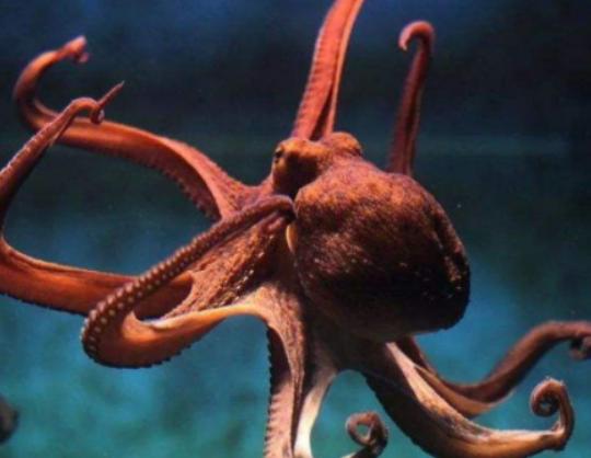 世界十大最聰明的動物,大猩猩會直立行走、猩猩性情非常溫順 世界十大最聰明的動物,大猩猩會直立行走、猩猩性情非常溫順