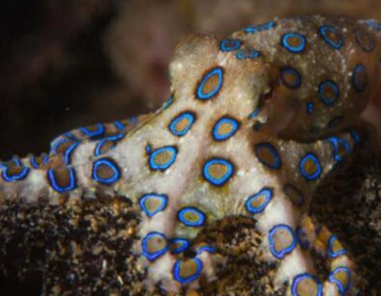 世界十大毒物排名,澳洲方水母外形很好看、藍環章魚幾分鐘就要人命 世界十大毒物排名,澳洲方水母外形很好看、藍環章魚幾分鐘就要人命