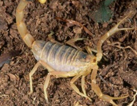 世界十大毒物排名,澳洲方水母外形很好看、藍環章魚幾分鐘就要人命 世界十大毒物排名,澳洲方水母外形很好看、藍環章魚幾分鐘就要人命