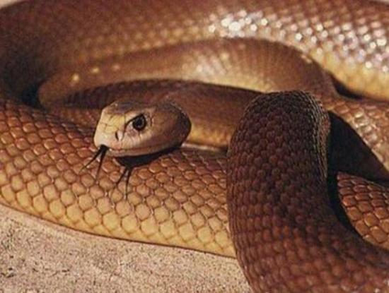 世界十大毒物排名,澳洲方水母外形很好看、藍環章魚幾分鐘就要人命 世界十大毒物排名,澳洲方水母外形很好看、藍環章魚幾分鐘就要人命