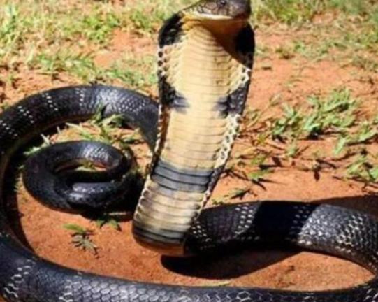 世界十大毒物排名,澳洲方水母外形很好看、藍環章魚幾分鐘就要人命 世界十大毒物排名,澳洲方水母外形很好看、藍環章魚幾分鐘就要人命