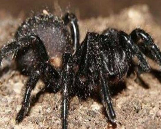 世界十大毒物排名,澳洲方水母外形很好看、藍環章魚幾分鐘就要人命 世界十大毒物排名,澳洲方水母外形很好看、藍環章魚幾分鐘就要人命