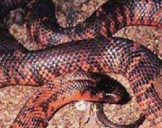 世界十大毒物排名,澳洲方水母外形很好看、藍環章魚幾分鐘就要人命 世界十大毒物排名,澳洲方水母外形很好看、藍環章魚幾分鐘就要人命