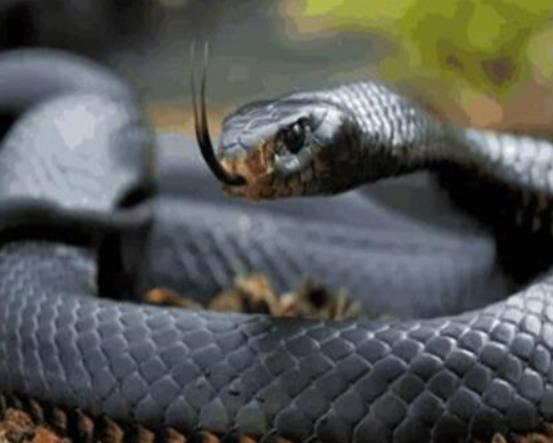 世界十大毒物排名,澳洲方水母外形很好看、藍環章魚幾分鐘就要人命 世界十大毒物排名,澳洲方水母外形很好看、藍環章魚幾分鐘就要人命