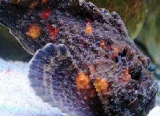 世界十大毒物排名,澳洲方水母外形很好看、藍環章魚幾分鐘就要人命 世界十大毒物排名,澳洲方水母外形很好看、藍環章魚幾分鐘就要人命