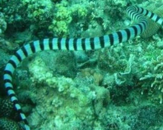 世界十大毒物排名,澳洲方水母外形很好看、藍環章魚幾分鐘就要人命 世界十大毒物排名,澳洲方水母外形很好看、藍環章魚幾分鐘就要人命