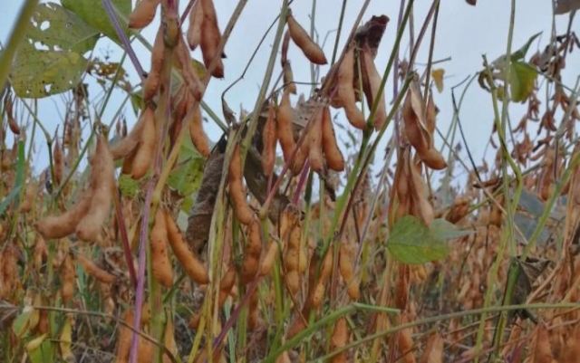 ����ָʲô�� �����^�������ж�����ܳԆ�