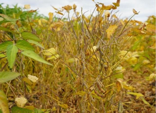 ����ë���� ë����ʲô��һ���°���