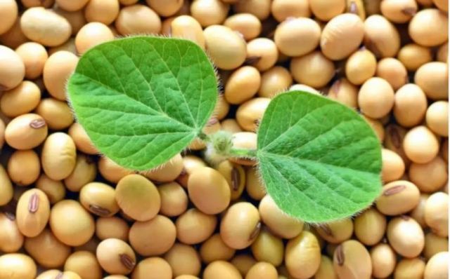 ����ë���� ë����ʲô��һ���°���