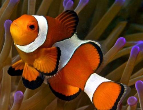 世界十大最漂亮的熱帶魚,蝶魚色彩各不相同、小丑魚長相可愛 世界十大最漂亮的熱帶魚,蝶魚色彩各不相同、小丑魚長相可愛