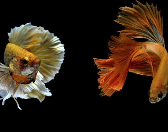 世界十大最漂亮的熱帶魚,蝶魚色彩各不相同、小丑魚長相可愛 世界十大最漂亮的熱帶魚,蝶魚色彩各不相同、小丑魚長相可愛