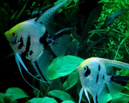 世界十大最漂亮的熱帶魚,蝶魚色彩各不相同、小丑魚長相可愛 世界十大最漂亮的熱帶魚,蝶魚色彩各不相同、小丑魚長相可愛