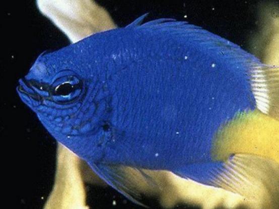 世界十大最漂亮的熱帶魚,蝶魚色彩各不相同、小丑魚長相可愛 世界十大最漂亮的熱帶魚,蝶魚色彩各不相同、小丑魚長相可愛