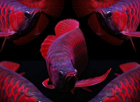 世界十大最漂亮的熱帶魚,蝶魚色彩各不相同、小丑魚長相可愛 世界十大最漂亮的熱帶魚,蝶魚色彩各不相同、小丑魚長相可愛