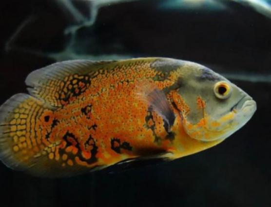 世界十大最漂亮的熱帶魚,蝶魚色彩各不相同、小丑魚長相可愛 世界十大最漂亮的熱帶魚,蝶魚色彩各不相同、小丑魚長相可愛