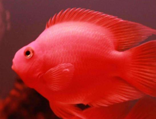 世界十大最漂亮的熱帶魚,蝶魚色彩各不相同、小丑魚長相可愛 世界十大最漂亮的熱帶魚,蝶魚色彩各不相同、小丑魚長相可愛