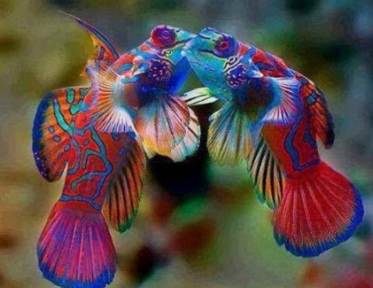 世界十大最漂亮的熱帶魚,蝶魚色彩各不相同、小丑魚長相可愛 世界十大最漂亮的熱帶魚,蝶魚色彩各不相同、小丑魚長相可愛