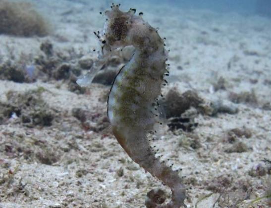 世界十大最漂亮的熱帶魚,蝶魚色彩各不相同、小丑魚長相可愛 世界十大最漂亮的熱帶魚,蝶魚色彩各不相同、小丑魚長相可愛