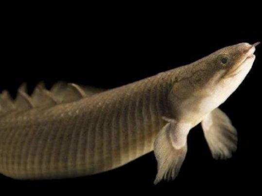 世界十大古老魚類,肛棘魚嚴重瀕危、塞內加爾多鰭魚可以離開水生活 世界十大古老魚類,肛棘魚嚴重瀕危、塞內加爾多鰭魚可以離開水生活