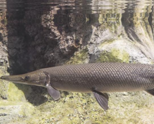世界十大古老魚類,肛棘魚嚴重瀕危、塞內加爾多鰭魚可以離開水生活 世界十大古老魚類,肛棘魚嚴重瀕危、塞內加爾多鰭魚可以離開水生活