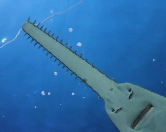 世界十大古老魚類,肛棘魚嚴重瀕危、塞內加爾多鰭魚可以離開水生活 世界十大古老魚類,肛棘魚嚴重瀕危、塞內加爾多鰭魚可以離開水生活