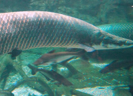 世界十大古老魚類,肛棘魚嚴重瀕危、塞內加爾多鰭魚可以離開水生活 世界十大古老魚類,肛棘魚嚴重瀕危、塞內加爾多鰭魚可以離開水生活