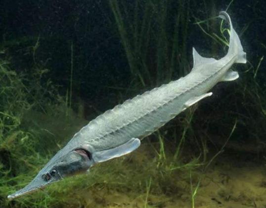 世界十大古老魚類,肛棘魚嚴重瀕危、塞內加爾多鰭魚可以離開水生活 世界十大古老魚類,肛棘魚嚴重瀕危、塞內加爾多鰭魚可以離開水生活