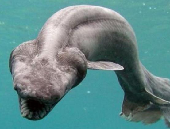 世界十大古老魚類,肛棘魚嚴重瀕危、塞內加爾多鰭魚可以離開水生活 世界十大古老魚類,肛棘魚嚴重瀕危、塞內加爾多鰭魚可以離開水生活