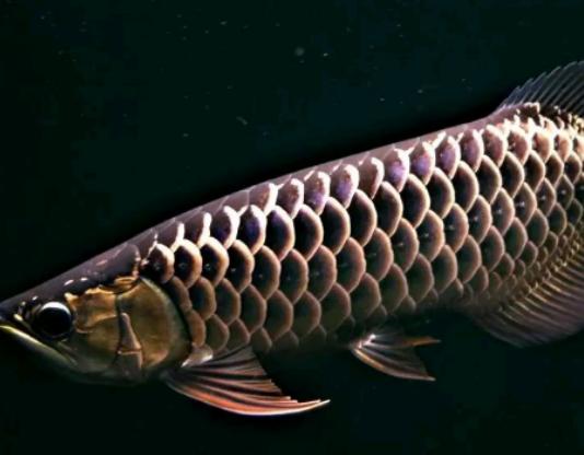 世界十大古老魚類,肛棘魚嚴重瀕危、塞內加爾多鰭魚可以離開水生活 世界十大古老魚類,肛棘魚嚴重瀕危、塞內加爾多鰭魚可以離開水生活