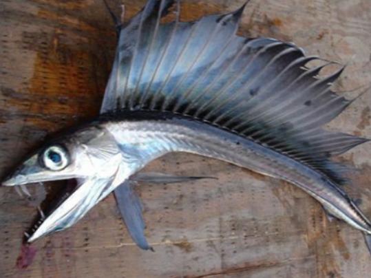 世界十大古老魚類,肛棘魚嚴重瀕危、塞內加爾多鰭魚可以離開水生活 世界十大古老魚類,肛棘魚嚴重瀕危、塞內加爾多鰭魚可以離開水生活