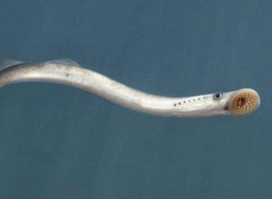 世界十大古老魚類,肛棘魚嚴重瀕危、塞內加爾多鰭魚可以離開水生活 世界十大古老魚類,肛棘魚嚴重瀕危、塞內加爾多鰭魚可以離開水生活