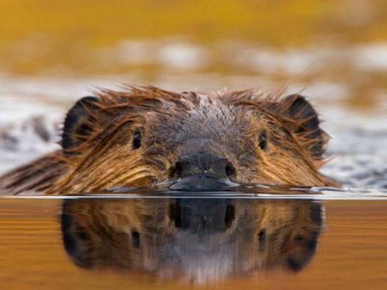 世界智商最低的六大動物,鸮鸚鵡可以把自己活活摔死、綿羊智商也堪憂 世界智商最低的六大動物,鸮鸚鵡可以把自己活活摔死、綿羊智商也堪憂