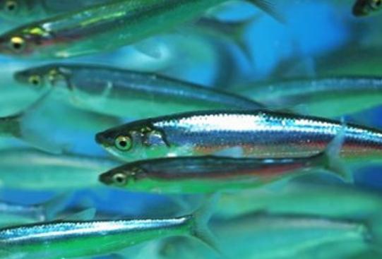 全球十大最貴淡水魚排行榜,忘不了魚口感如奶油、抗浪魚繁殖能力極強 全球十大最貴淡水魚排行榜,忘不了魚口感如奶油、抗浪魚繁殖能力極強