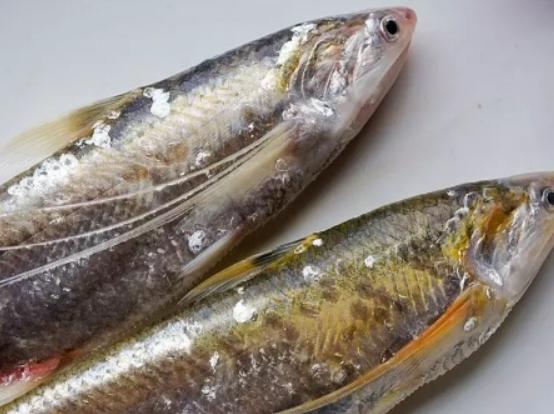 全球十大最貴淡水魚排行榜,忘不了魚口感如奶油、抗浪魚繁殖能力極強 全球十大最貴淡水魚排行榜,忘不了魚口感如奶油、抗浪魚繁殖能力極強