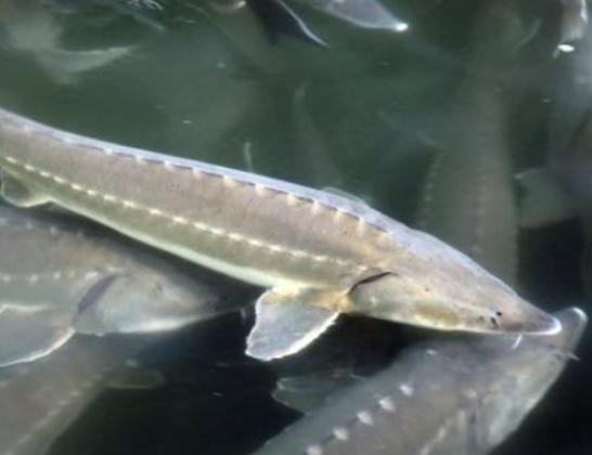 全球十大最貴淡水魚排行榜,忘不了魚口感如奶油、抗浪魚繁殖能力極強 全球十大最貴淡水魚排行榜,忘不了魚口感如奶油、抗浪魚繁殖能力極強