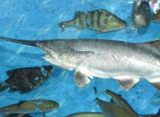 全球十大最貴淡水魚排行榜,忘不了魚口感如奶油、抗浪魚繁殖能力極強 全球十大最貴淡水魚排行榜,忘不了魚口感如奶油、抗浪魚繁殖能力極強