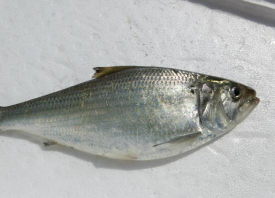 全球十大最貴淡水魚排行榜,忘不了魚口感如奶油、抗浪魚繁殖能力極強 全球十大最貴淡水魚排行榜,忘不了魚口感如奶油、抗浪魚繁殖能力極強