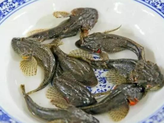 全球十大最貴淡水魚排行榜,忘不了魚口感如奶油、抗浪魚繁殖能力極強 全球十大最貴淡水魚排行榜,忘不了魚口感如奶油、抗浪魚繁殖能力極強