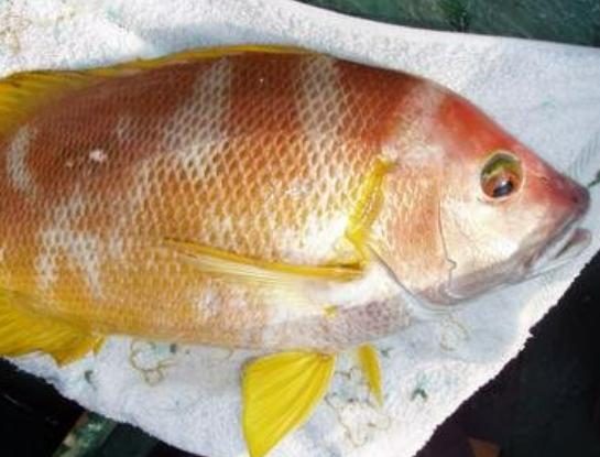 全球十大最貴淡水魚排行榜,忘不了魚口感如奶油、抗浪魚繁殖能力極強 全球十大最貴淡水魚排行榜,忘不了魚口感如奶油、抗浪魚繁殖能力極強