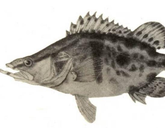 全球十大最貴淡水魚排行榜,忘不了魚口感如奶油、抗浪魚繁殖能力極強 全球十大最貴淡水魚排行榜,忘不了魚口感如奶油、抗浪魚繁殖能力極強