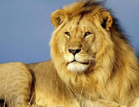 世界十大禁養貓科動物,老虎很兇猛、獅子是叢林之王 世界十大禁養貓科動物,老虎很兇猛、獅子是叢林之王