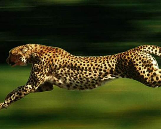 世界十大禁養貓科動物,老虎很兇猛、獅子是叢林之王 世界十大禁養貓科動物,老虎很兇猛、獅子是叢林之王