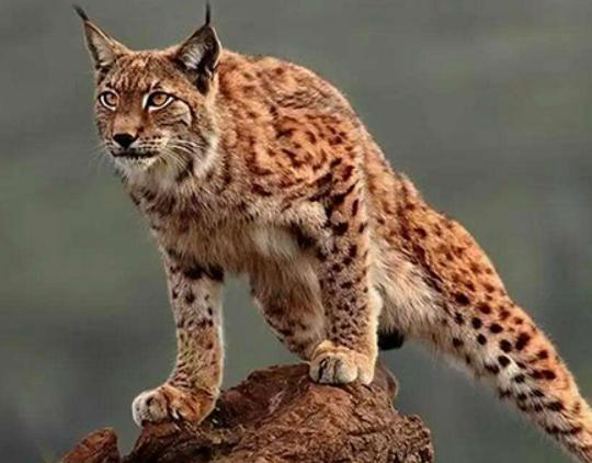 世界十大禁養貓科動物,老虎很兇猛、獅子是叢林之王 世界十大禁養貓科動物,老虎很兇猛、獅子是叢林之王