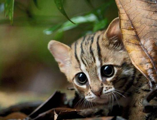 世界十大禁養貓科動物,老虎很兇猛、獅子是叢林之王 世界十大禁養貓科動物,老虎很兇猛、獅子是叢林之王