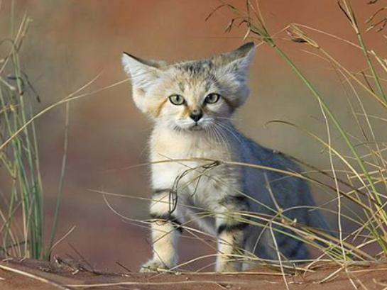 世界十大禁養貓科動物,老虎很兇猛、獅子是叢林之王 世界十大禁養貓科動物,老虎很兇猛、獅子是叢林之王